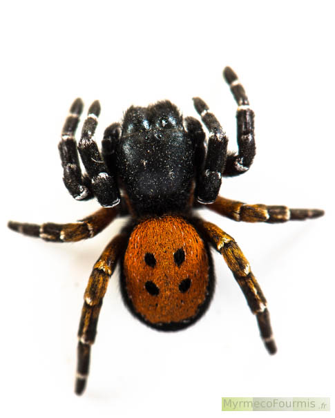 L’araignée coccinelle vue de dessus. On voit bien les anneaux de soies blanches au niveau des articulations des pattes, ainsi que les quatre taches orangées sur l’abdomen de l’araignée. JPEG - 175.7 ko