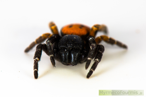 Un mâle d’araignée coccinelle de face, avec ses impressionnantes chélicères. JPEG - 95.5 ko