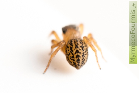 Araignée sauteuse jaune orangée tachetée de noir.