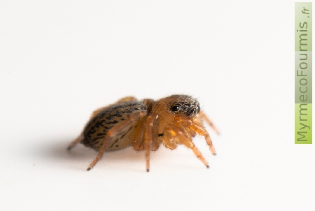 Petite araignée sauteuse brune et noire vue de côté.