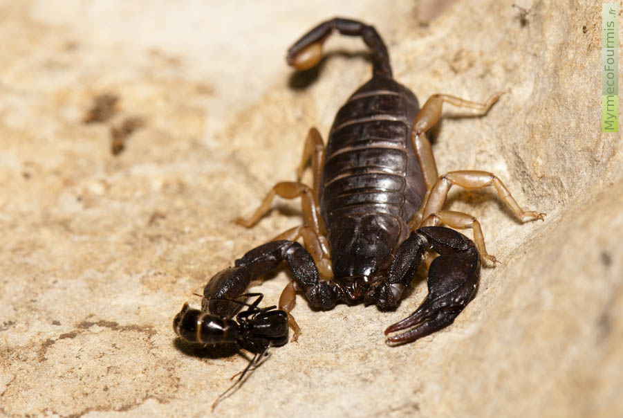 Euscorpius flavicaudis est un petit scorpion à pattes et à aiguillon jaune qui vit dans le Sud de la France. Ce scorpion a été photographié en Ardèche, près du bois de Païolive. Il a capturé une fourmi. Les scorpions sont insectivores. JPEG - 532.4 ko