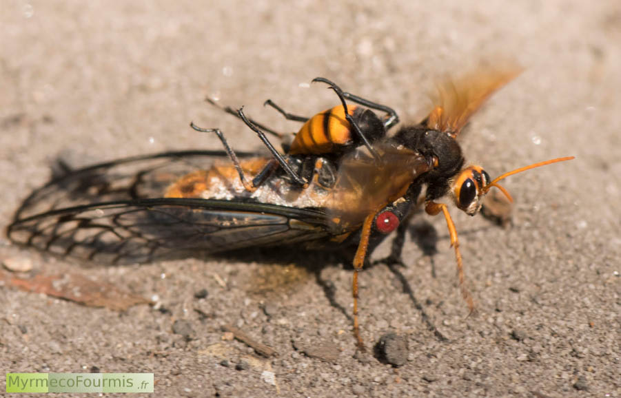 "Australian cicada killer wasp", cette guêpe géante australienne et une guêpe fouisseuse solitaire tueuse de cigales. Sur cette photo on voit une très grande guêpe orange et noire de l’espèce Exeirus lateritius porter une cigale paralysée. JPEG - 144.1 ko