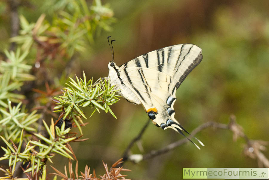 Photographie du papillon flambé ou Iphiclides podalirius, un papillon blanc et noir avec des taches orangées et une sorte de longue queue à l’arrière des ailes. Lot, Août 2014. JPEG - 570 ko