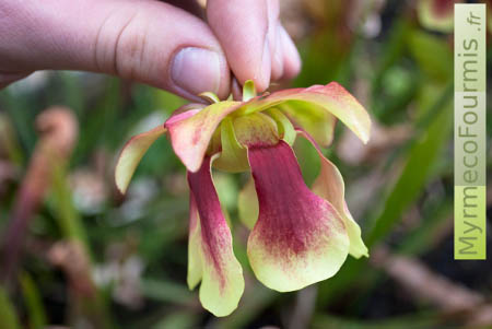 fleur de Sarracenia en forme de panier pour empêcher les insectes pollinisateurs de tomber dans la plante carnivore.