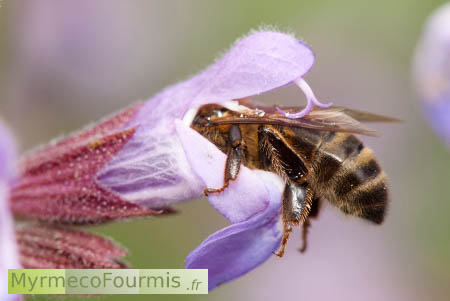 Etamines de la sauge plaquée sur le dos d'une abeille