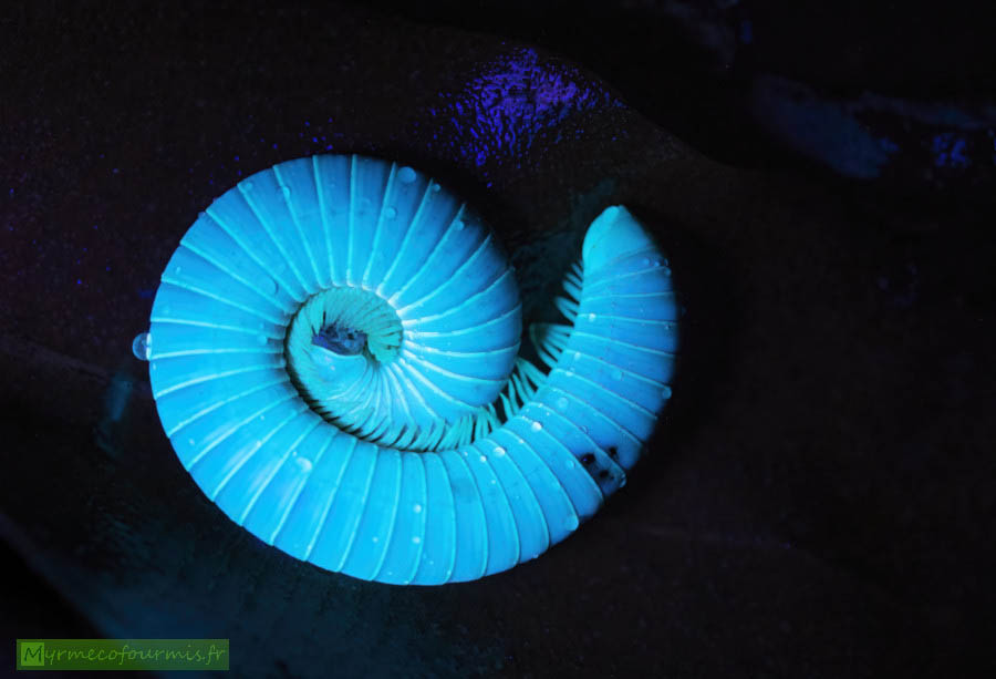 Macrophotographie en gros plan vu de dessus d'un mille-pattes roulé en boule, fluorescent bleu à la lumière ultraviolette (UV).