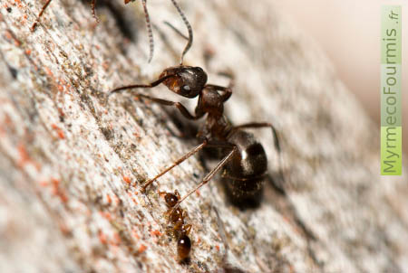 Une fourmi orange Formicoxenus nitidulus qui vit sur les nids de fourmis des bois du genre Formica, sous la patte d'une fourmi des bois.