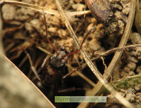 Une fourmi ouvrière à l'entrée de sa fourmilière dans le sol.