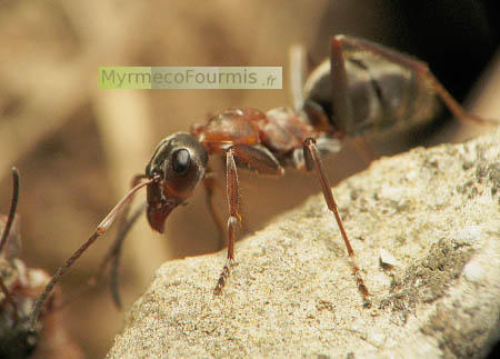 Une fourmi orange et noire Formica rufibarbis.
