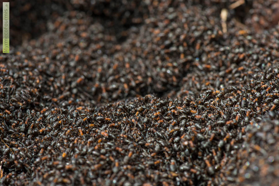 Un incroyable tapis de fourmis des bois ou fourmis rousses (Formica rufa ou Formica polyctena) sur leur nid, une fourmilière en dôme faite d'aiguilles de pin et de brindilles.