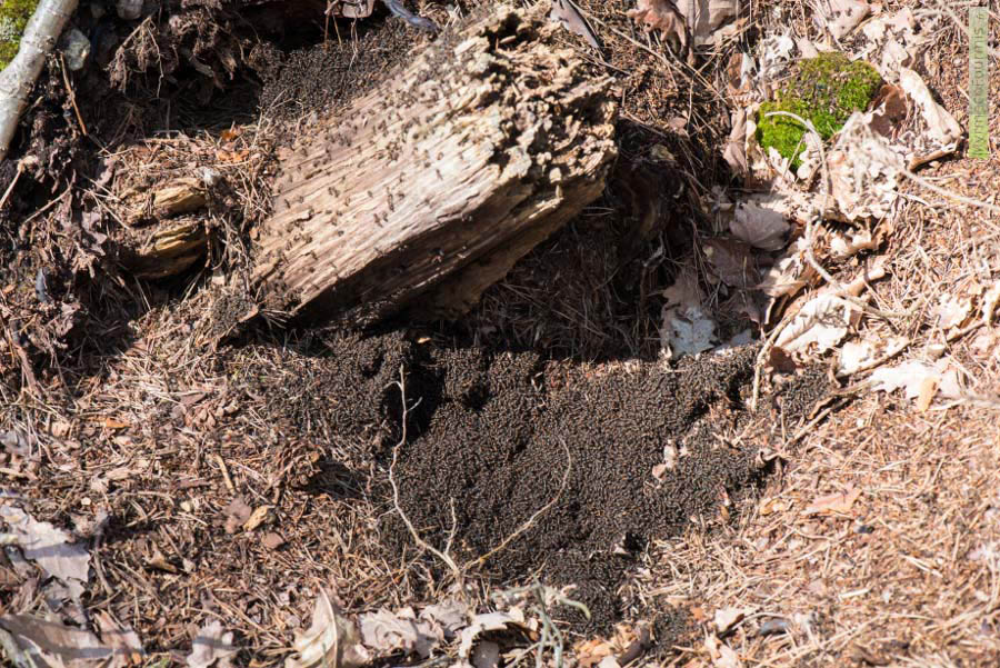 Nid d’aiguilles de pin de fourmis des bois, les fourmis du genre Formica sensu stricto (ici Formica rufa ou Formica polyctena) se regroupent au printemps sur leur fourmilière en dôme pour se réchauffer au soleil. Elles sont aussi appelées fourmis rousses. On voit le parterre de fourmis qui se réchauffent et forment un véritable tapis. JPEG - 980.5 ko