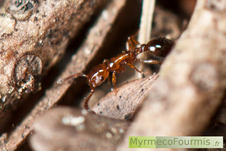 Gros plan sur une fourmi orange et brune Formicoxenus nitidulus, qui vit dans les nids de fourmis des bois du genre Formica.
