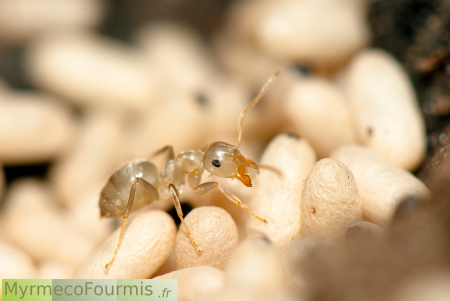 Une jeune fourmi encore blanche venant de sortir de son cocon.