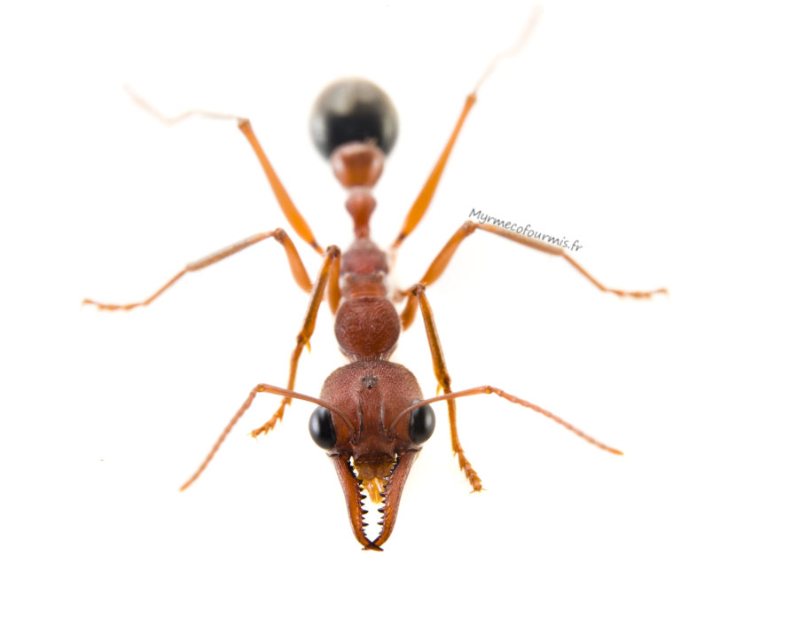 Une fourmi bouledogue d'Australie (Myrmecia sp), que les collectionneurs de fourmis apprécient particulièrement en raison de son corps rouge, de ses vives couleurs, de sa grande taille et de la douloureuse piqure que ces fourmis peuvent infliger.