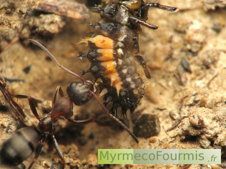 Une fourmi ouvrière rousse de l'espèce Formica rufibarbis ramène une larve de coccinelle morte à sa fourmilière. La larve de coccinelle est orange et noire, la photo est prise de profil sur fond d'argile.