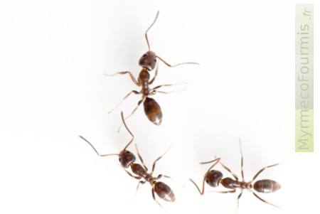Les fourmis d'Argentine sont des fourmis invasives qui forment une unique colonie dans le Sud de l'Europe.