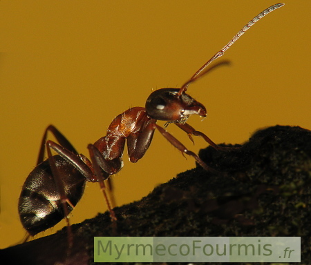 Une fourmi rousse noire et orange vue de profil sur une brindille.