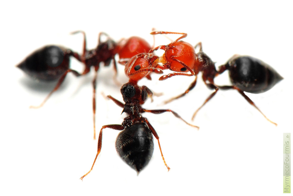 Trois fourmis noires à têtes rouges Crematogaster scutellaris partagent de la nourriture. On voit très clairement ces fourmis sombres sur le fond blanc. Les fourmis sont les insectes les plus communs, les fourmis rentrent parfois dans les maisons et on trouve des fourmis dans tous les jardins.