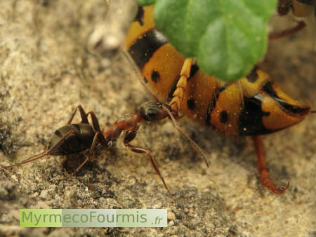 Une fourmi rousse et noire ramène sa proie, une grande guêpe jaune et noire jusqu'à son nid.