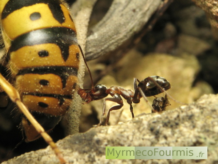Fourmi rouge et noire vue de profil ramenant une guêpe morte à la fourmilière.