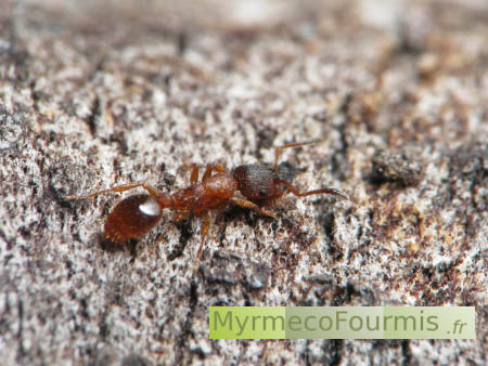 Ouvrière Leptothorax, fourmi pratiquant le recrutement par tandem-running.