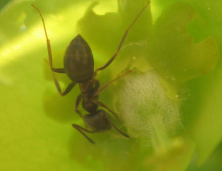 Une fourmi boit le nectar d'une fleur verte et jaune d'Euphorbe.