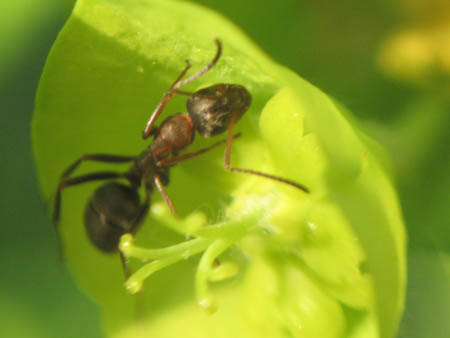 Une fourmi du genre Formica, avec une tête et un abdomen noir et un thorax rouge, boit le nectar d'une fleur d'euphorbe verte et jaune.