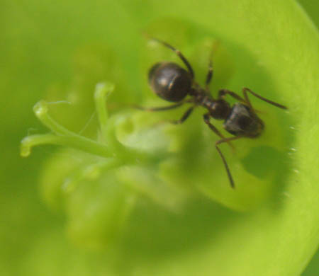 Une fourmi noire du genre Lasius boit le nectar d'une fleur d'Euphorbe.