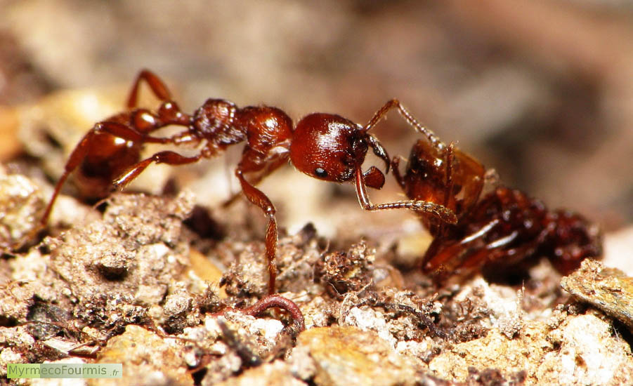 Photographie macro de profil d'une fourmi rouge inspectant le cadavre d'une autre fourmi de la colonie. La fourmi rouge est de l'espèce Manica rubida.