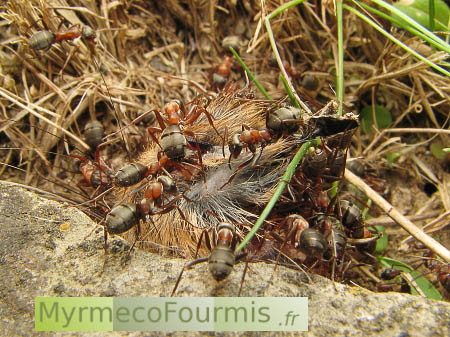 Fourmis de l'espèce Formica rufibarbis dévorant un cadavre de rongeur. Photo macro avec vue d'ensemble le long d'un muret de pierre.