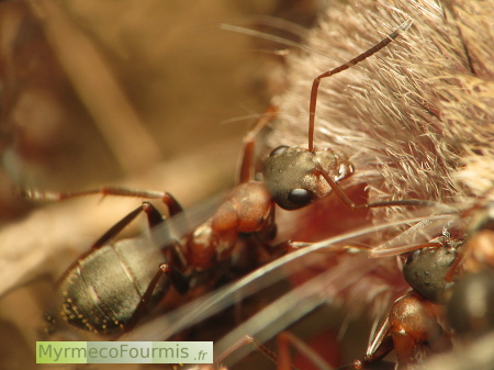 Une fourmi de l'espèce Formica rufibarbis mangeant un cadavre de rongeur. On voit la fourmi de profil tirant sur les poils du rongeur mort.