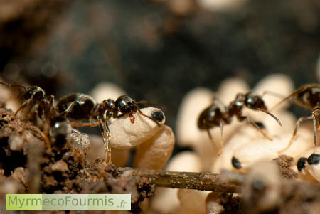 Ouvrière de fourmis noires des jardins Lasius niger dans leur fourmilière, transportant des cocons.