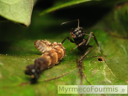 Une fourmi noire du genre Formica rapporte au nid une chenille morte. La fourmi est vue de face à côté de sa proie entre des feuilles vertes.
