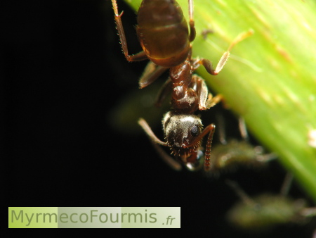 Une fourmi prélève du miellat de pucerons sur un érable.