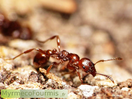Une fourmi rouge Manica rubida vue de profil en macro, cette fourmi rouge peut causer des piqures douloureuses.