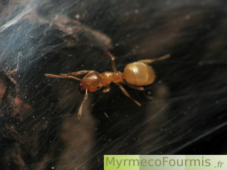 Fourmi du genre Lasius, jaune, marchant sur une toile d'araignée.