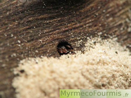 Macrophotographies d'une fourmi