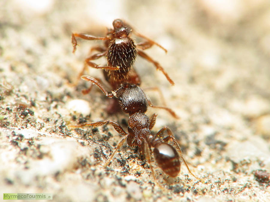 Photographie macro d'une fourmi brune, une ouvrière du genre Tetramorium, transportant le cadavre d'une autre fourmi de la colonie. Ce comportement hygiénique permet de limiter la transmission des maladies entre fourmis.