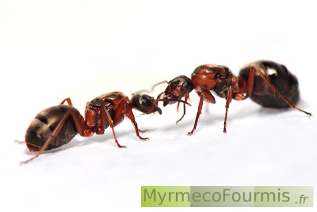 Echange de liquides sucrés entre reines fourmis