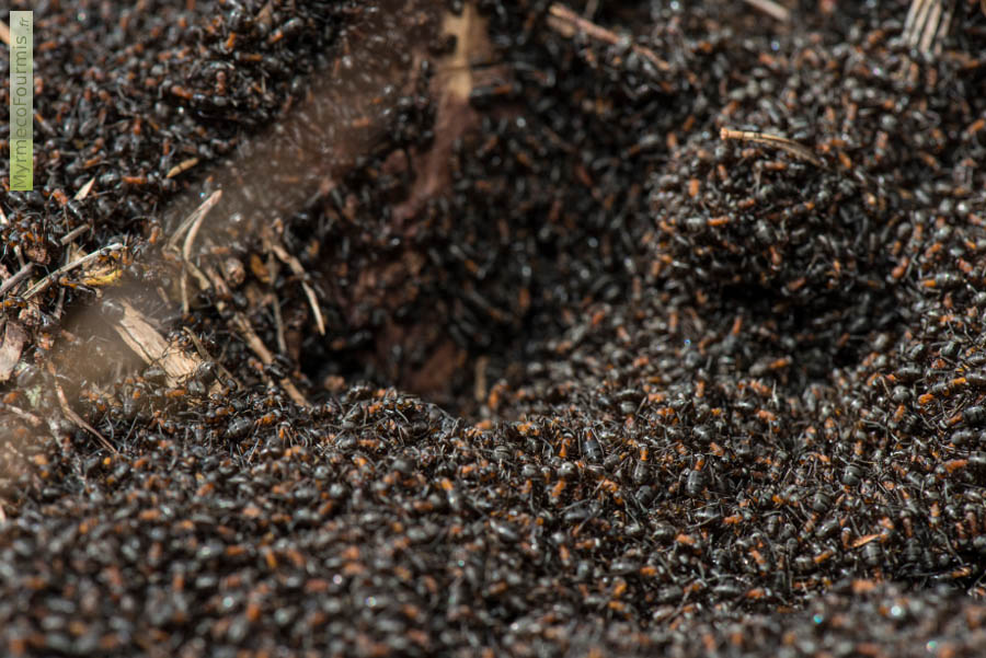 Photo d’un gigantesque tapis de fourmis des bois ou fourmis rousses, du genre Formica, sur leur nid, une fourmilière en forme de dôme faite de milliers d’aiguilles de pins. Seine-et-Marne, Île-de-France. JPEG - 665.3 ko