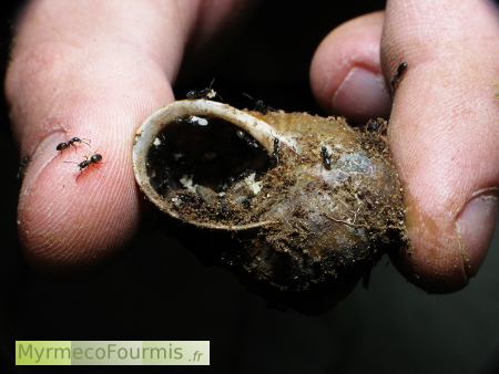 Colonie de fourmis Tapinoma cf erraticum dans une coquille vide d'escargot.