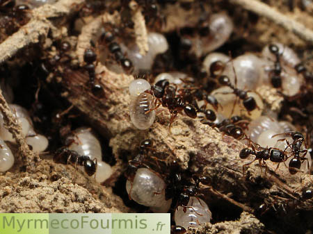 Larves de fourmis du genre Tetramorium dans une fourmilière.