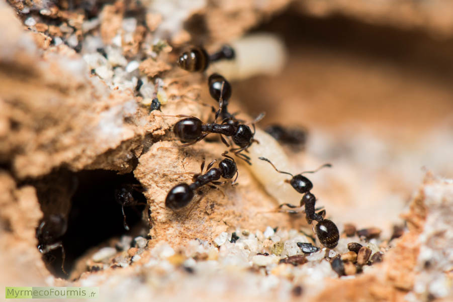 Photographie d’une fourmilière de Temnothorax exilis avec plusieurs petites fourmis noires et brillantes, à cause de leur cuticule lisse, qui ramènent des larves de fourmis à l’intérieur de leur nid après avoir été dérangées. Corse du Sud, Mai 2016. JPEG - 498.9 ko