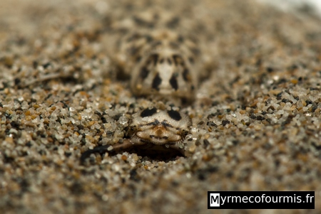 Myrmeleontidae, larve de fourmilion de couleur beige, jaune et blanche avec des points noirs, camouflés dans le sable.
