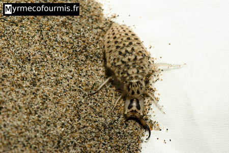 Larve de fourmilion camouflée dans du sable, en partie révélée sur fond blanc.