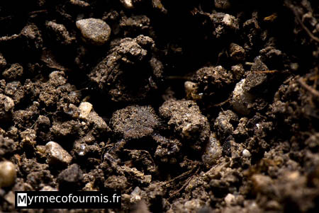 Sur cette macrophotographie on voit en gros plan la tête d'un fourmilion brun dissimulé dans le sol.