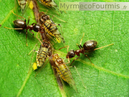 Un groupe de fourmis brunes (Lasius brunneus) s'occupe de pucerons du noyer.