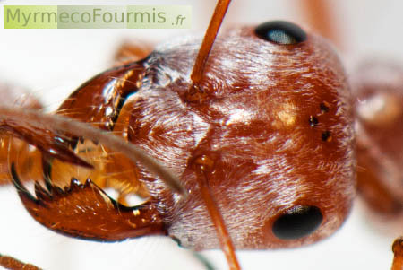 Cataglyphis bombycina, des fourmis oranges très rapides du désert aux reflets argentés.