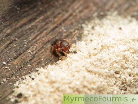 Sciure faite par les fourmis qui agrandissent leur fourmilière