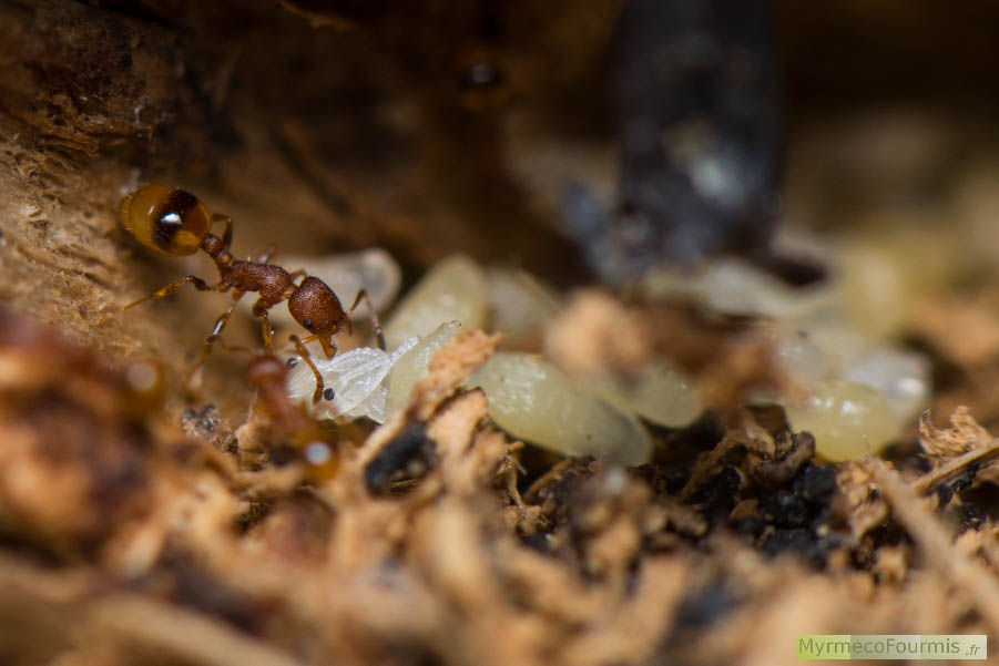 Photographie macro d’une colonie de fourmis de l’espèce Temnothorax unifasciatus photographiées dans leur nid qui se trouve dans une branche morte encore attachée à l’arbre. On voit sur la photo une fourmi ouvrière saisissant une nymphe dans la fourmilière. JPEG - 510.3 ko